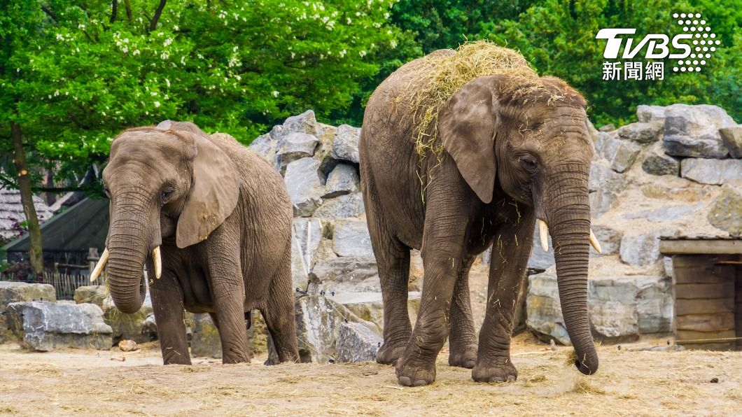 動物園的象群被誤闖園區的小狗嚇壞。(示意圖/Shutterstock達致影像)