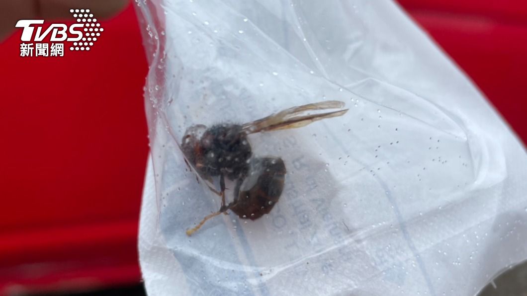 黑色虎頭蜂夠兇！登山客赴雙溪燦光寮竟被蜂螫「8人送醫」