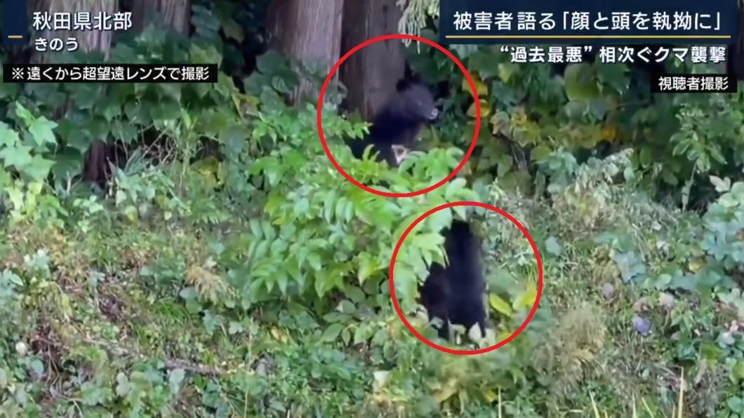 有目擊者在秋田縣北部拍攝到熊出沒的畫面。(圖/翻攝自@hst_tvasahi推特)