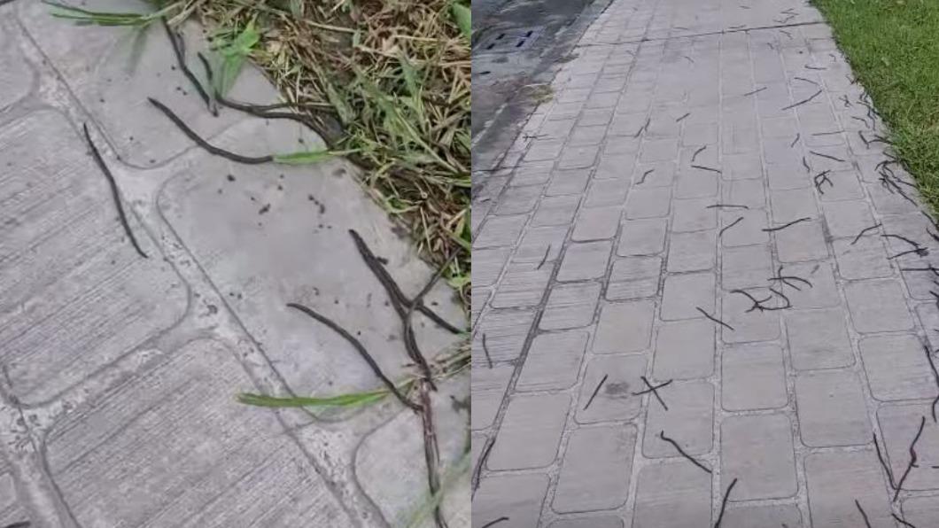 今早地震發生後，就有台東民眾發現大量蚯蚓竄出地面。（圖／翻攝自「台東大小事」臉書）