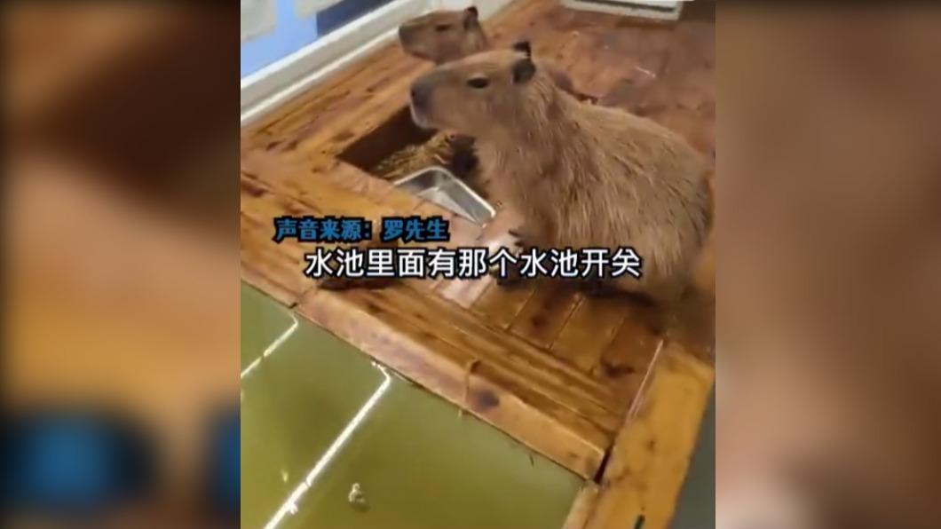 水豚闖禍!(圖 / 翻攝自微博)