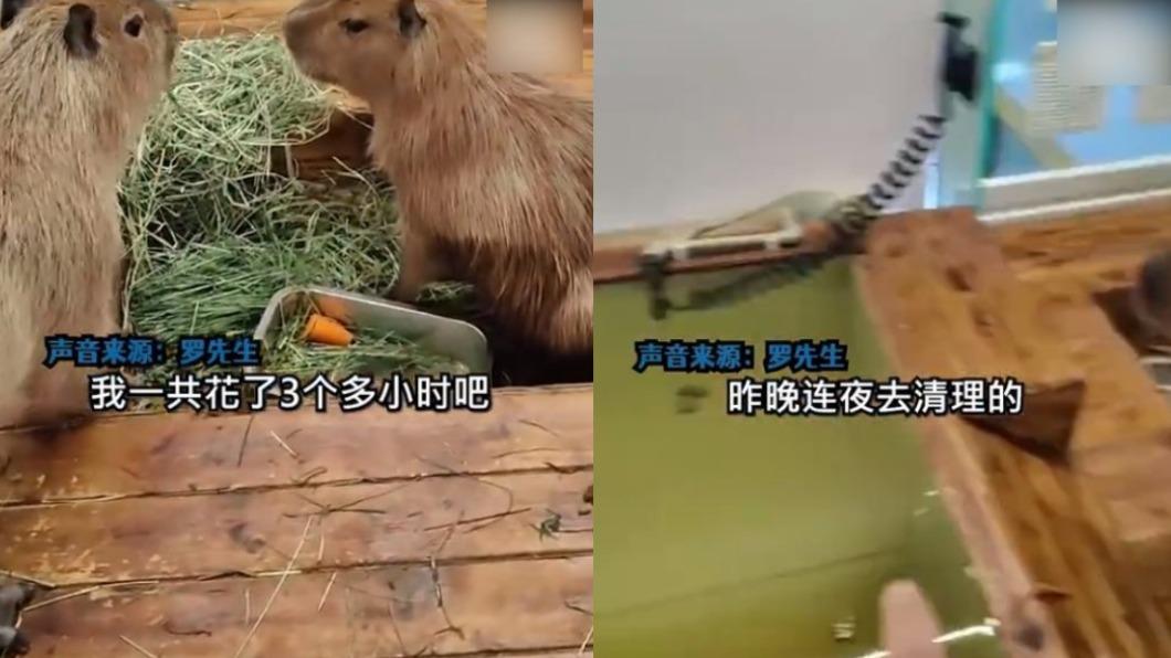 水豚闖禍!咬開水龍頭害咖啡廳淹水 業者一夜損失22萬元哭了