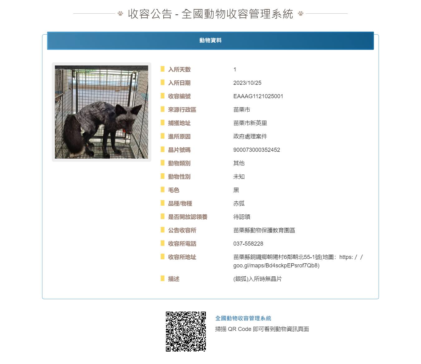 該隻銀狐已被植入晶片,等待主人前來認領。(圖/翻攝自 苗栗縣動物保護防疫所 臉書粉專)