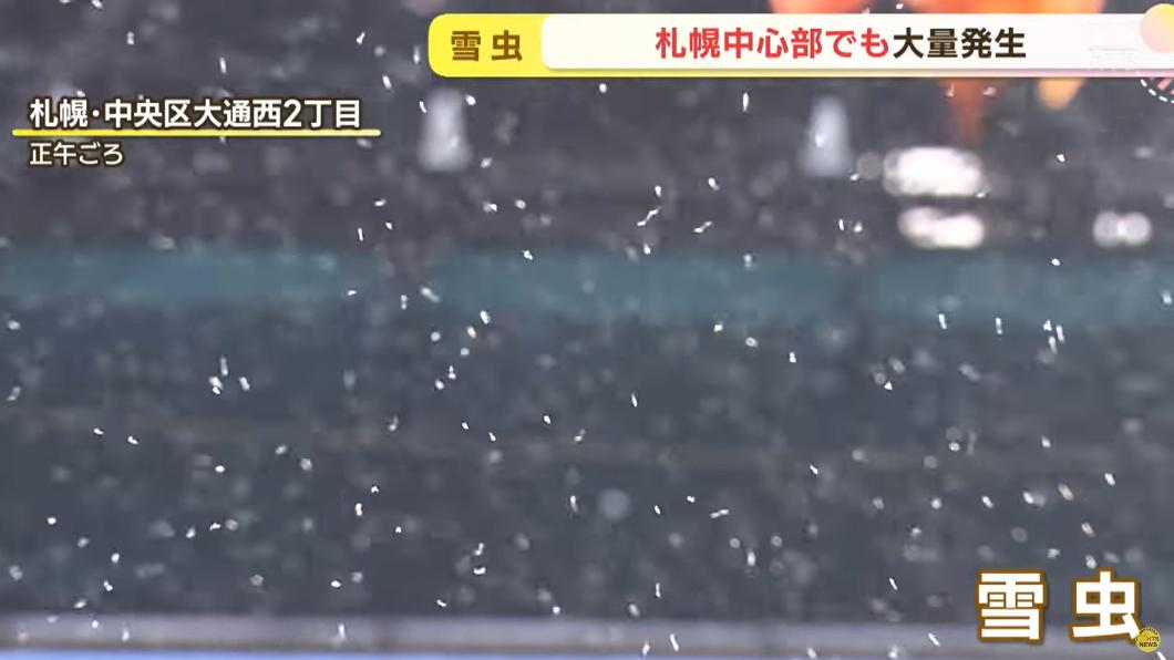 提醒你初雪將至　北海道「雪蟲」爆增10倍讓人好困擾