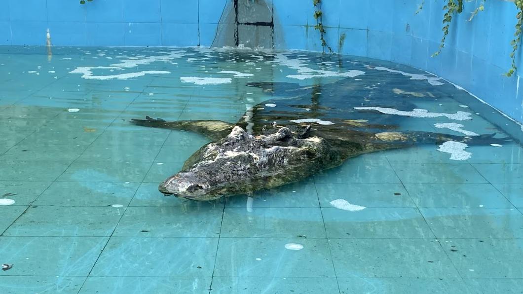 前幾年傳出小河飼養環境不佳。(圖/翻攝自微博Faofcroco)