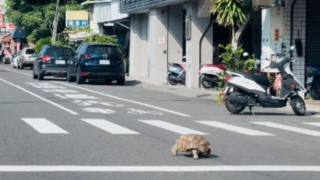 奇觀!台南驚見「超巨烏龜」過馬路 人車停一排全等牠
