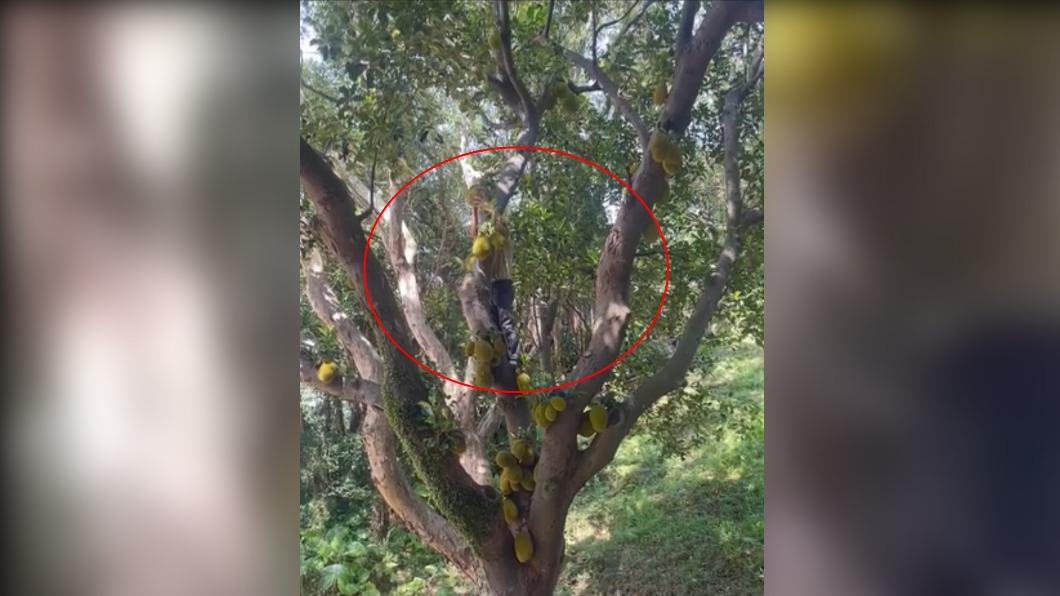 得不嘗失!摘2顆「波羅蜜」賣8百 換來3萬元罰鍰
