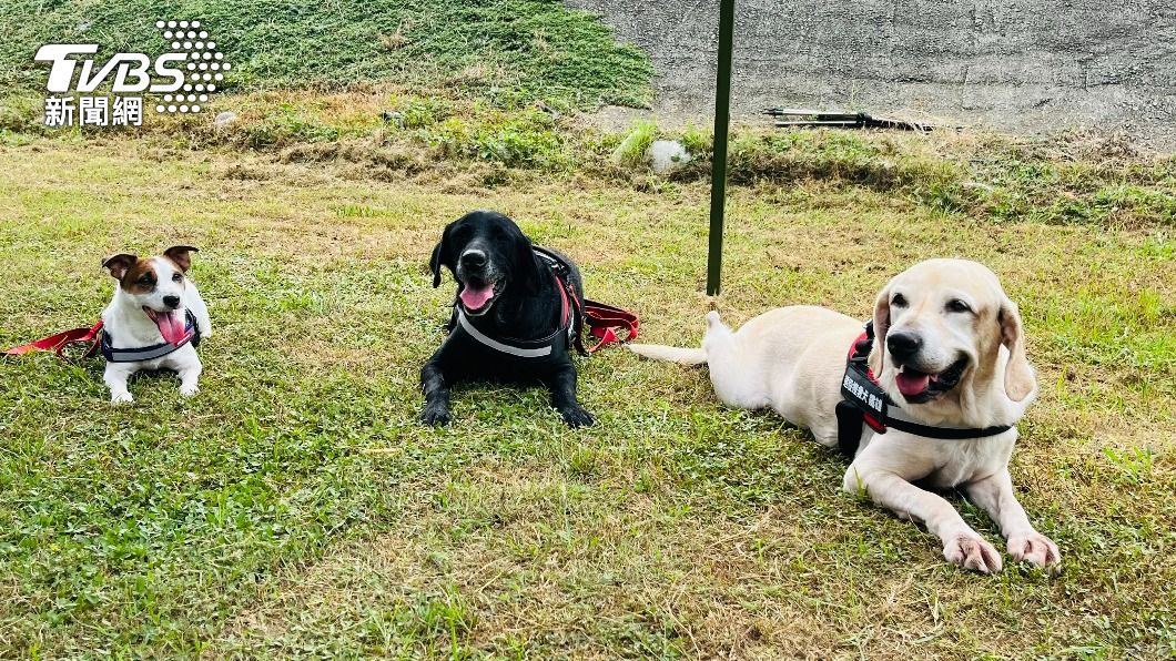 斷垣殘壁中尋獲生命 3退役搜救犬風光畢業