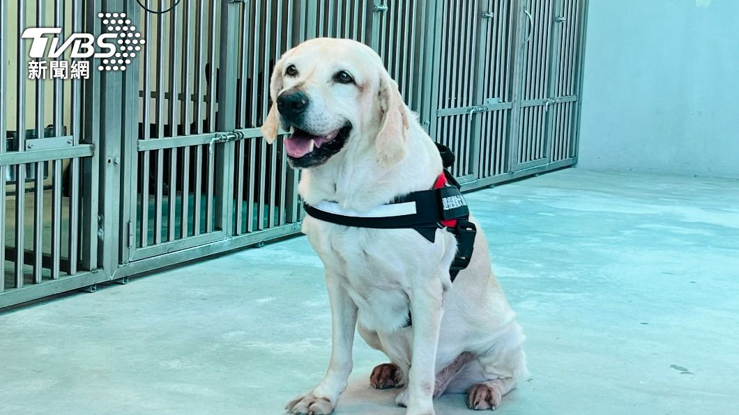 搜救犬鐵雄曾在災區尋獲生命。(圖/陳祁 攝)