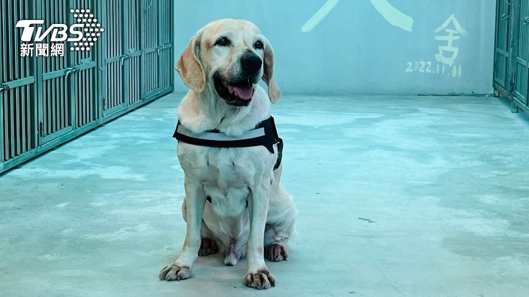 犬界「2線1星」!搜救犬鐵雄榮退 他哽咽強忍淚水