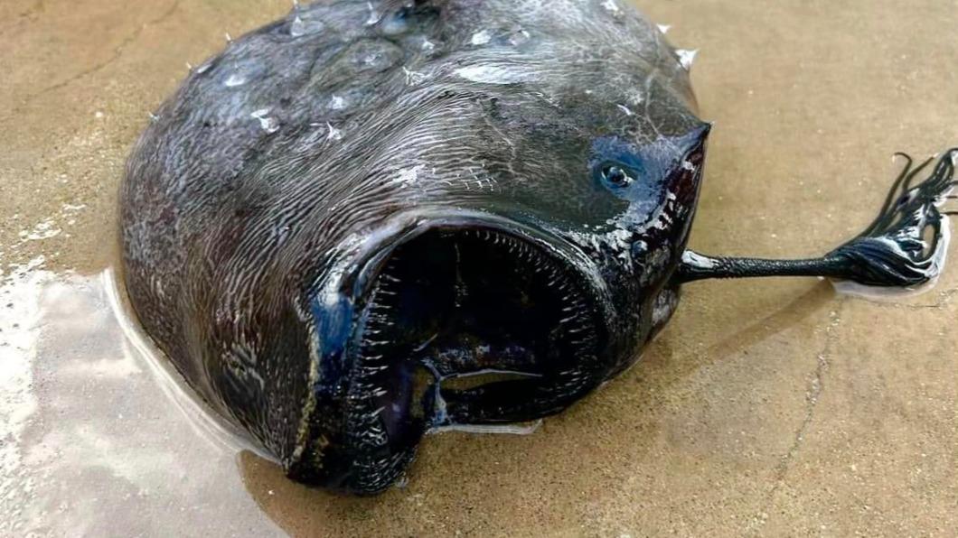 加州「13號星期五」出現罕見黑色水怪屍 尖牙利齒長相超駭人