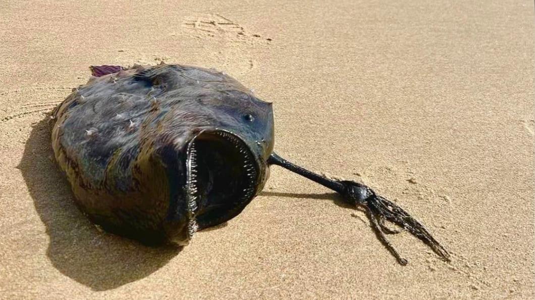 加州動管局確認是「太平洋足球魚」。(圖/翻攝自臉書California State Parks - Orange Coast District)