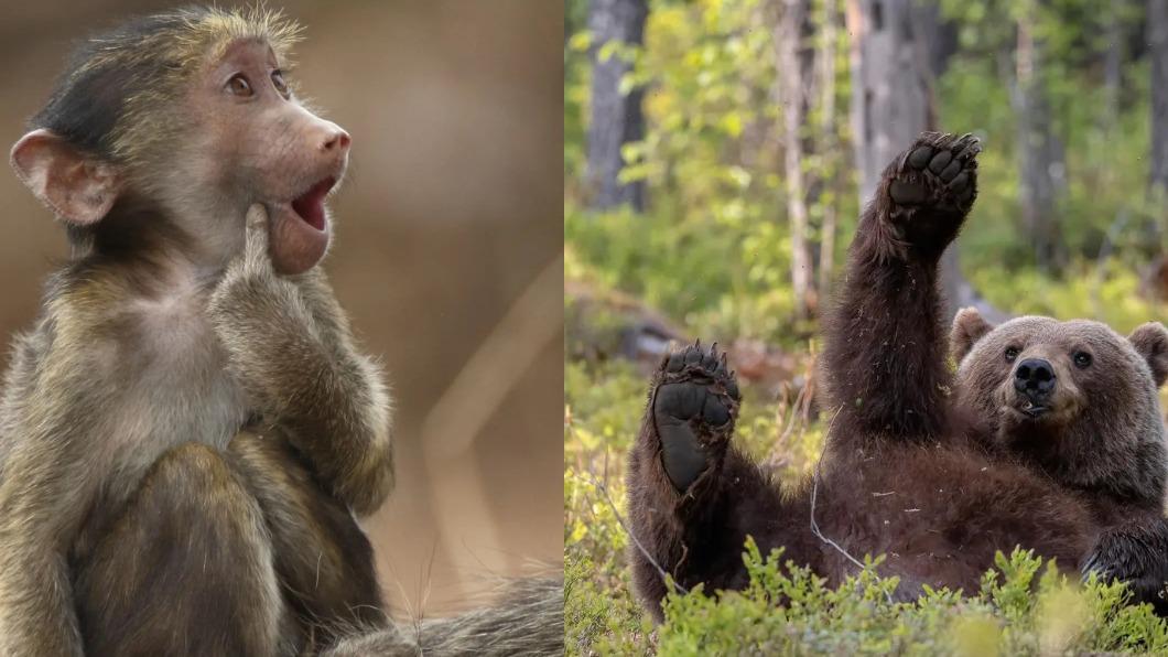 豚尾狒狒:親一個、棕熊:快拍我!。(圖/翻攝自 搞笑野生動物攝影獎)