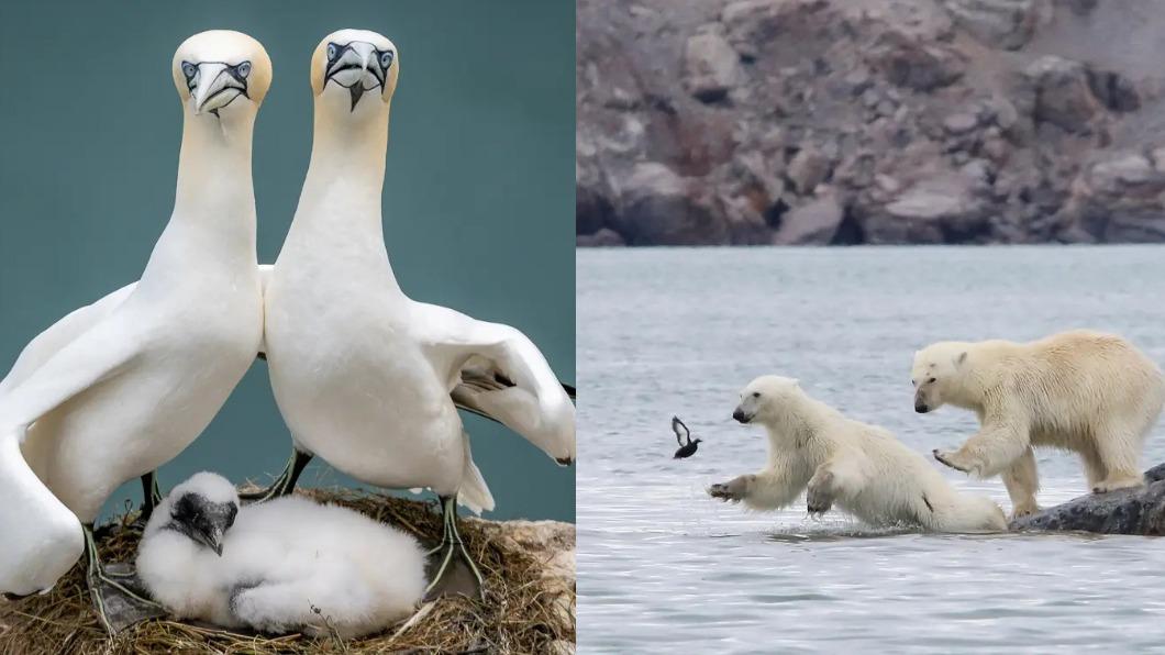 塘鵝:標準全家福、北極熊:準備好,上!。(圖/翻攝自 搞笑野生動物攝影獎)