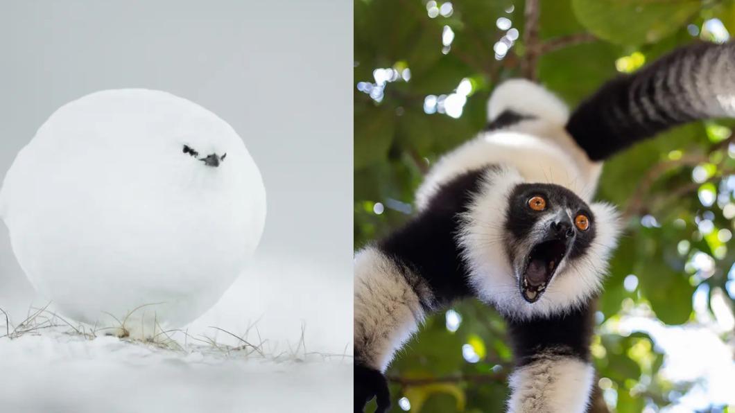 岩雷鳥:雪球、狐猴:尖叫。(圖/翻攝自 搞笑野生動物攝影獎)