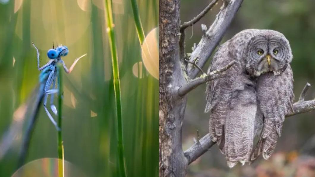 蜻蜓:我不知道、烏林鴞:藍色星期一。(圖/翻攝自 搞笑野生動物攝影獎)
