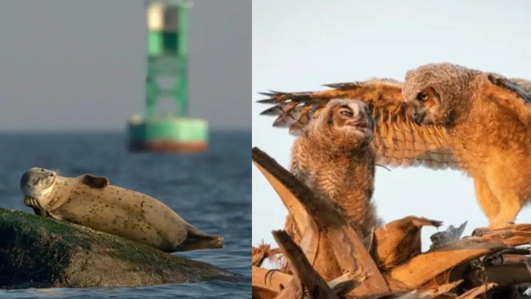 海豹:享受當下、貓頭鷹:滾回你的房間。(圖/翻攝自 搞笑野生動物攝影獎)