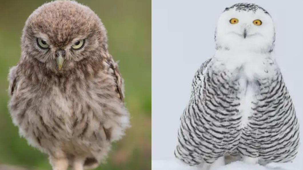 憤怒鳥、雪鴞:蒙娜麗莎的微笑。(圖/翻攝自 搞笑野生動物攝影獎)