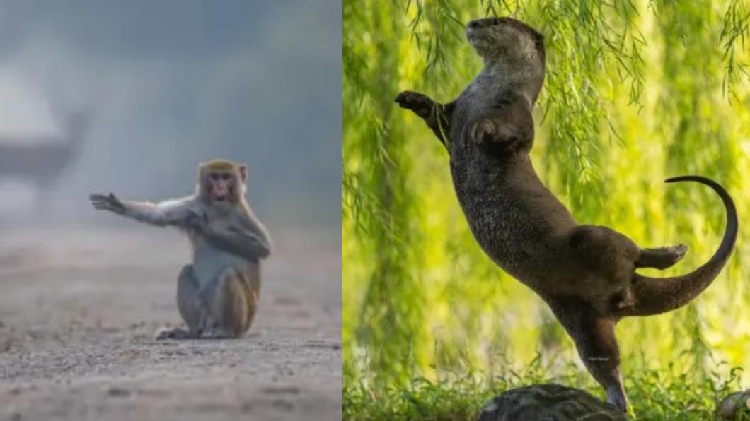 向右看齊!、水獺舞伶。(圖/翻攝自 搞笑野生動物攝影獎)