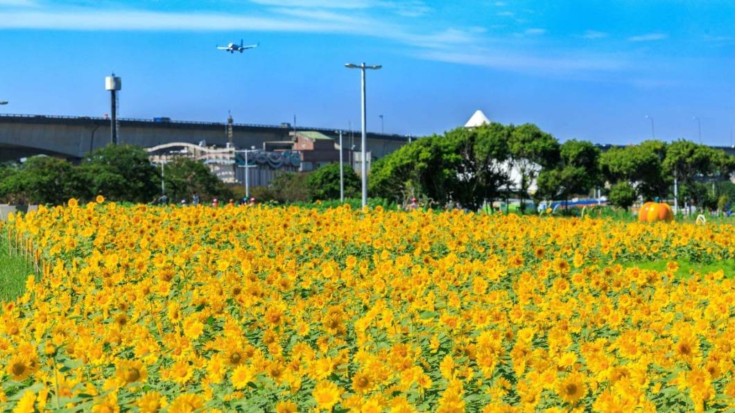 大佳河濱花海占地約5000平方公尺。(圖/台北水利處提供)