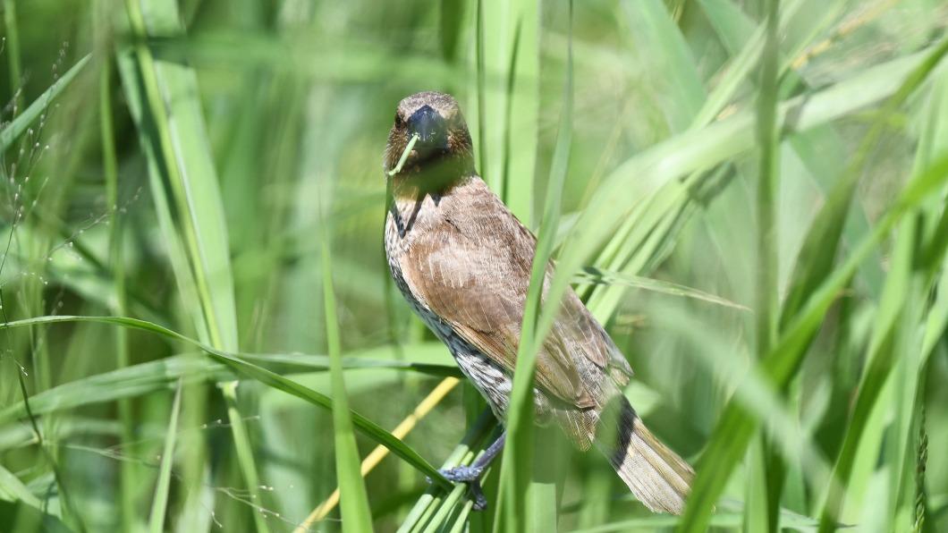 台東市太平溪生物棲地多元　鳥類秋冬換裝濕地賞鳥趣