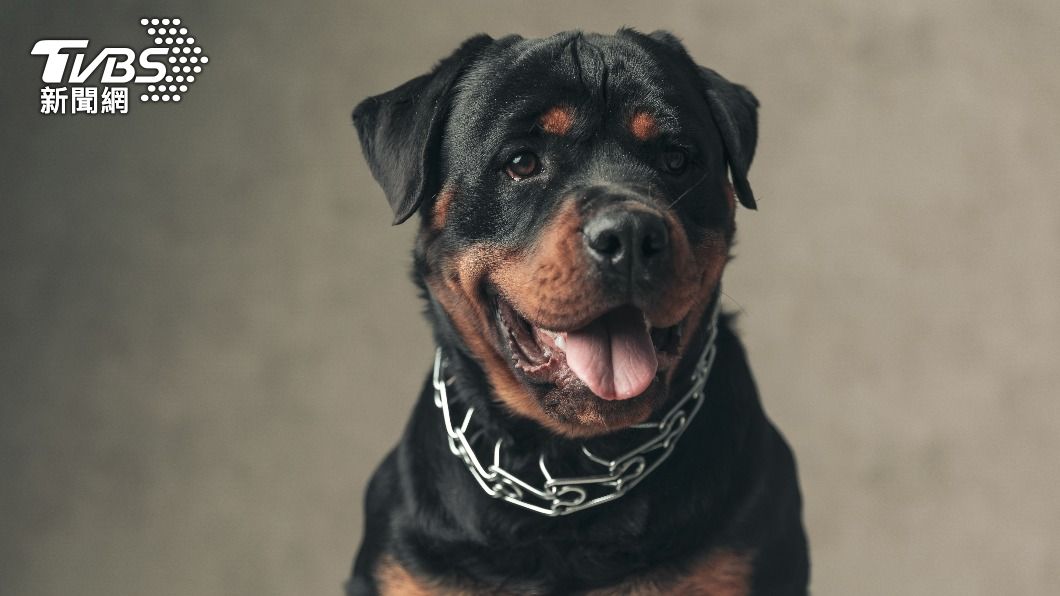 天突降「羅威納犬」砸孕婦!重傷就醫險救回 狗狂掙扎身亡