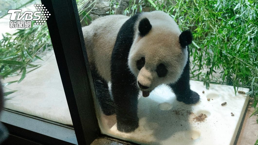 旅居美國華府國家動物園的大貓熊小奇蹟。（圖／達志影像美聯社）