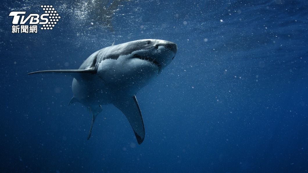 南澳在短短一個月內已經傳出2次鯊魚傷人事件。(示意圖/Shutterstock達志影像)