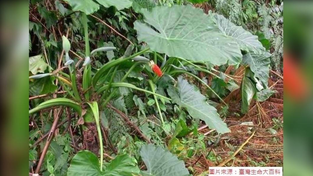 傻傻分不清楚!食藥署衛教翻車 把「千年芋」當「姑婆芋」