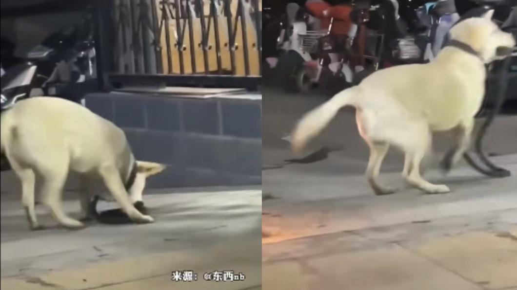 該隻拉不拉多咬著牽繩找人幫忙。(圖/翻攝自TikTok@陽信融媒)