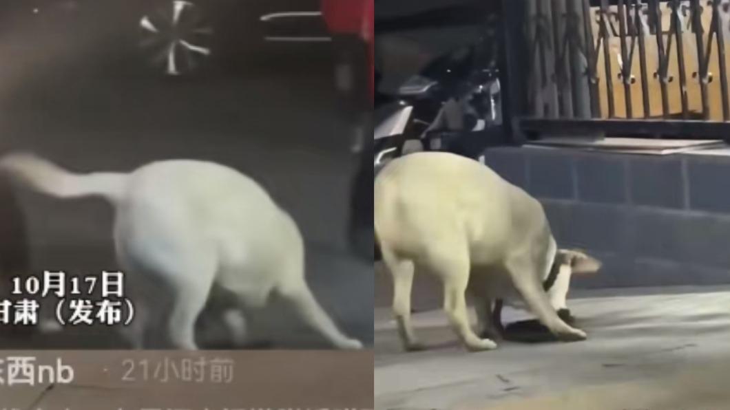 該隻拉不拉多的焦急樣全寫在臉上。(圖/翻攝自TikTok@陽信融媒)