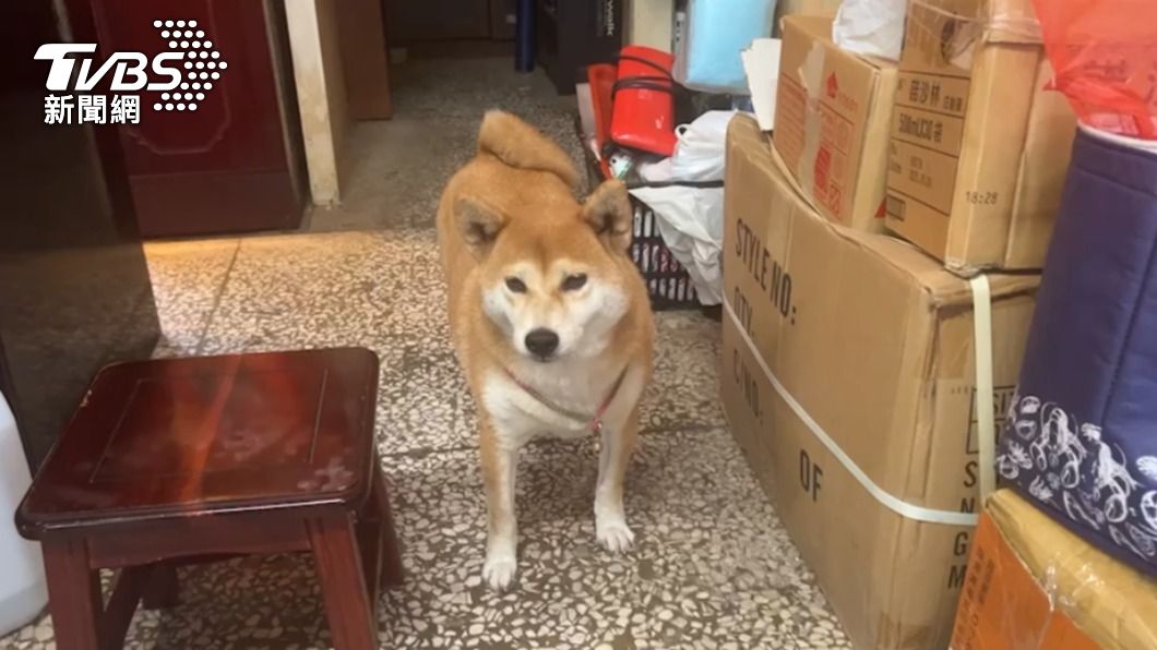 柴犬「阿財」遭比特犬咬傷。(圖/TVBS)