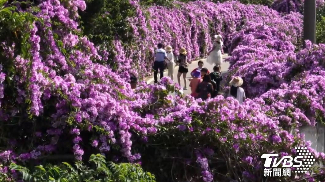 苗栗網美景點再+1 紫色花瀑200公尺蒜香藤花海美炸