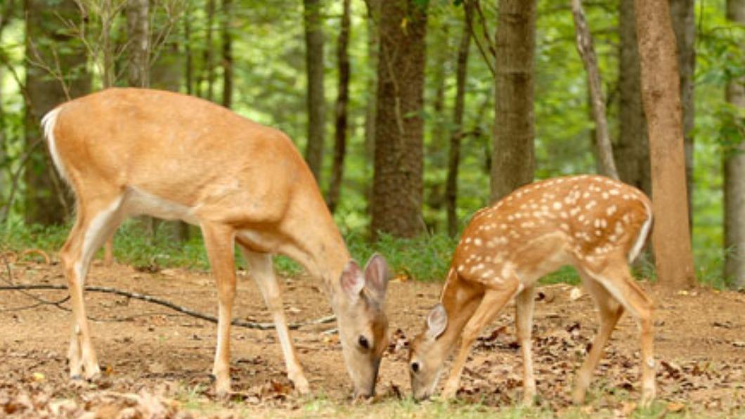維吉尼亞州最有名的鹿是白尾鹿(white-tailed deer,也稱維吉尼亞鹿)。(圖/翻攝自 維州野生資源部門)