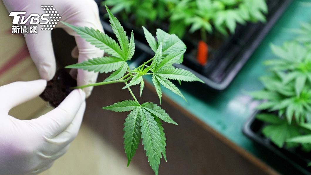 吸菸率下滑換它上升!美吸大麻數創新高 近5成人曾使用