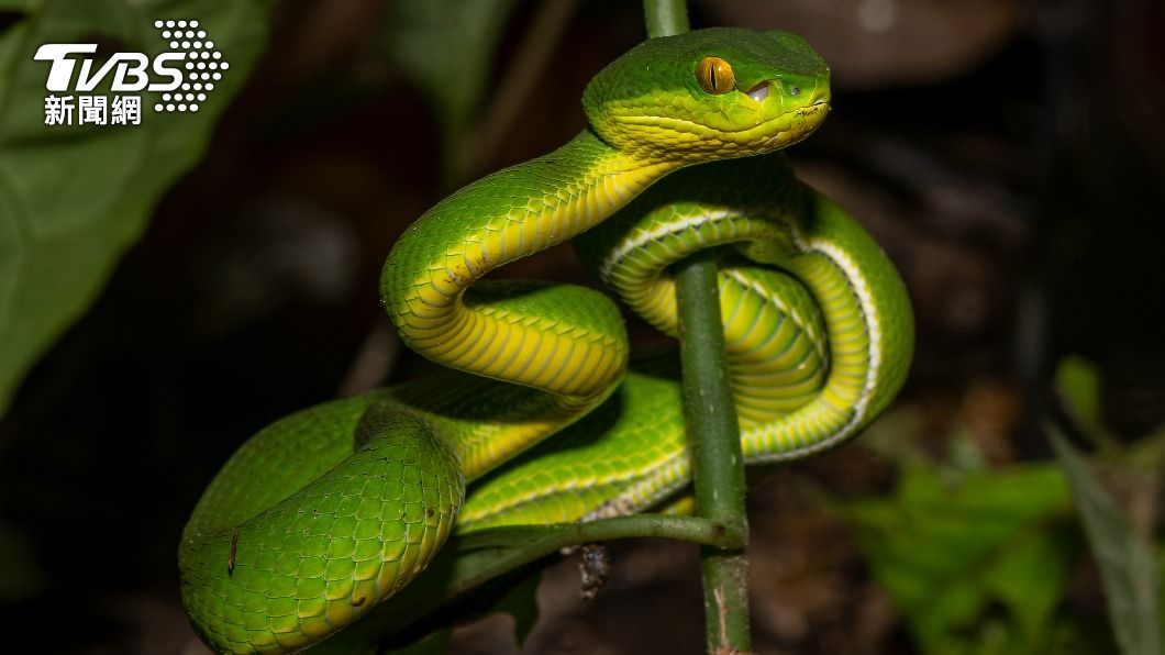 典型竹葉青蛇會藏在灌木叢內突襲獵物。（示意圖／Shutterstock達志影像）