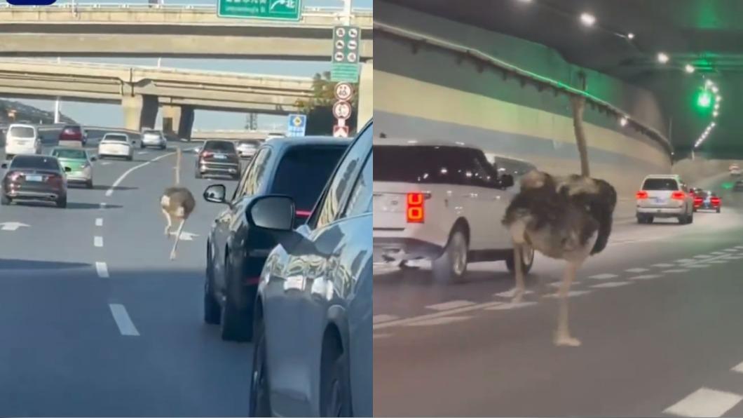 鴕鳥狂奔高速公路!「亂切車道」駕駛嚇瘋 主人愧疚解釋了