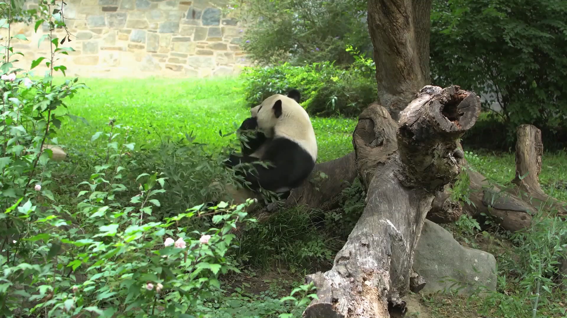 圖/華府國家動物園提供