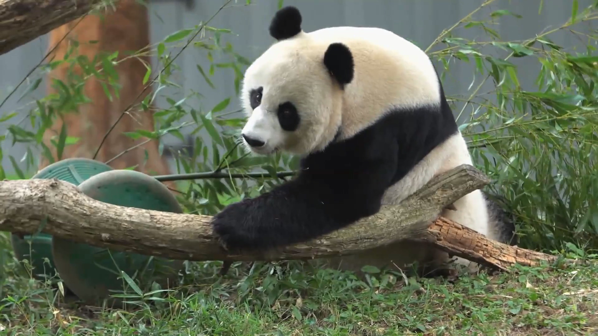 圖/華府國家動物園提供