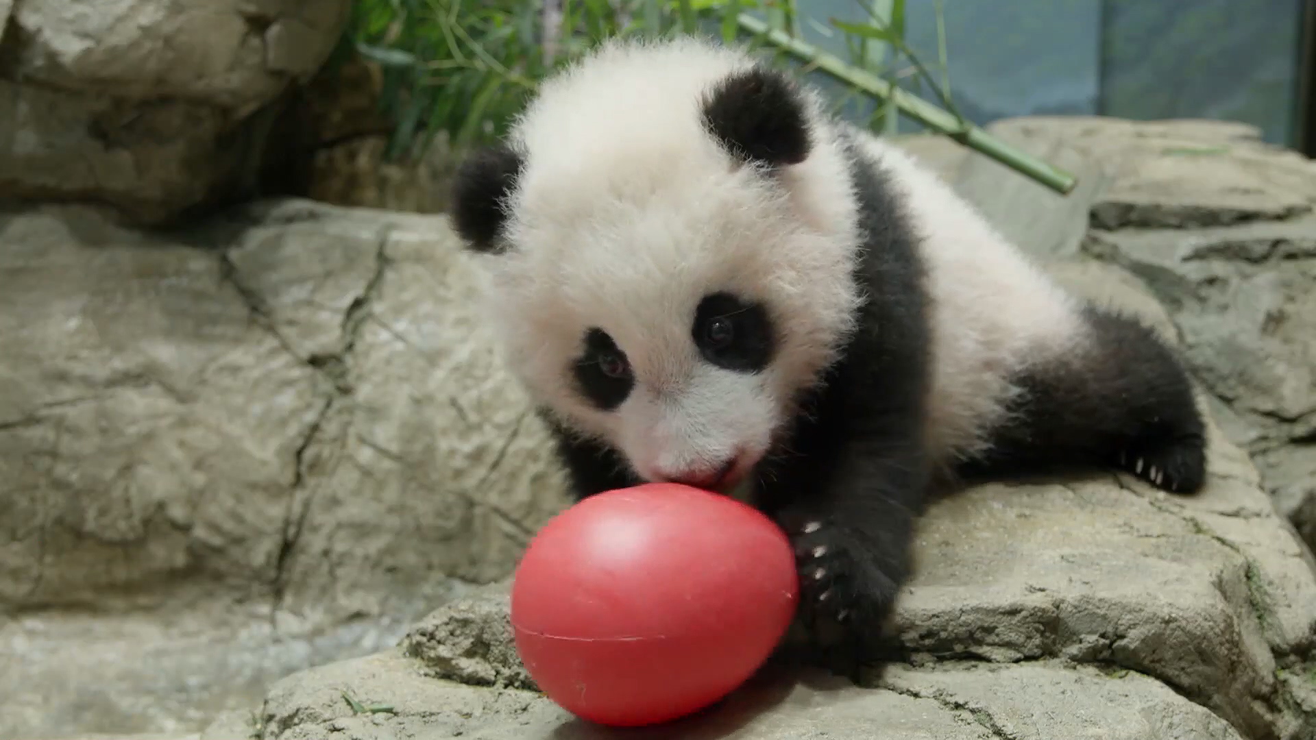 圖/亞特蘭大動物園提供