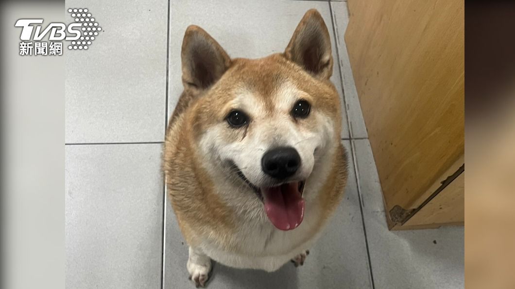 高雄柴犬跳上機車想搭順風車 進警局當自己家偷喝警犬飲用水