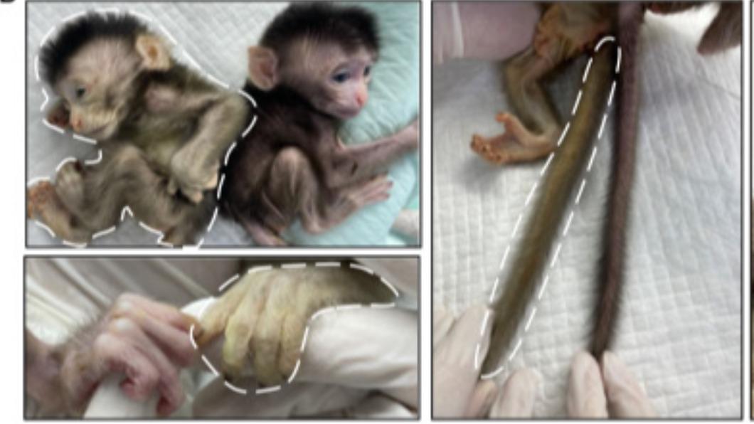 此次實驗結果是世界上首例以非人類靈長類動物實現該技術的嵌合體。(圖/翻攝自細胞期刊)