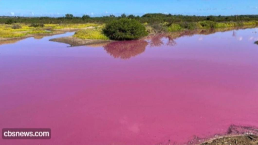 夏威夷奇景！茂宜島「浪漫粉池塘」吸客朝聖　乾旱竟成主因