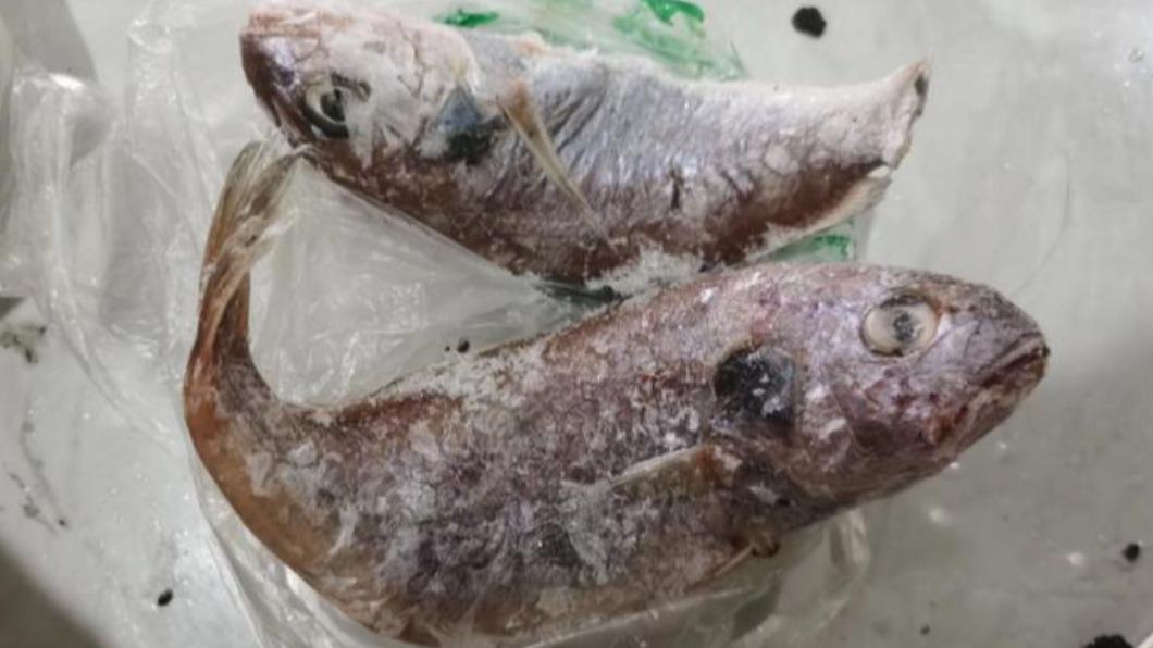 家裡還剩下幾條魚，媽媽還想再料理一次，確認會不會發光。（圖／翻攝自上游新聞）