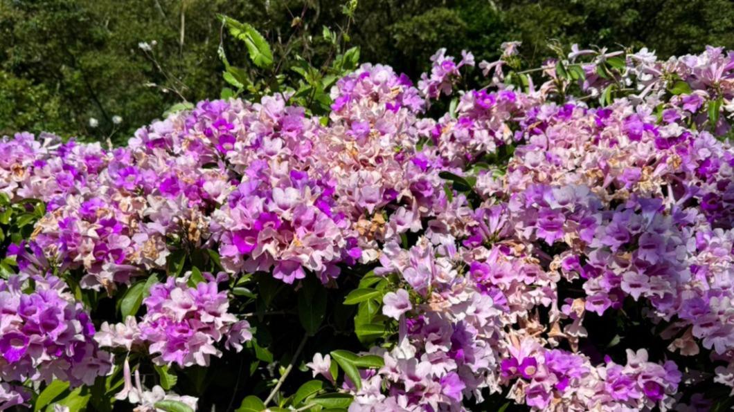 「蒜香藤」花期只有短短10天,錯過只能等明年。(圖/賞花快報 臉書)