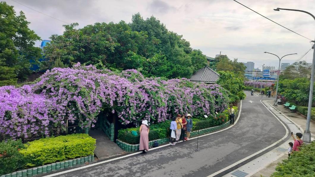 花期只有10天! 新北3處「夢幻紫色花廊」快衝