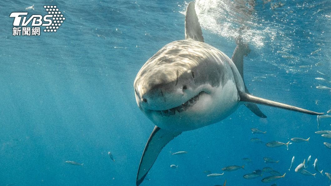 澳洲海域近期鯊魚現蹤、攻擊事件頻傳。(示意圖/Shutterstock達志影像)