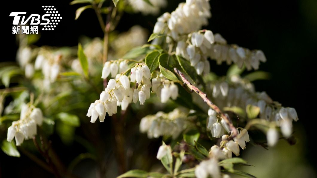 杜鵑花科植物釀出來的蜂蜜容易含有梫木毒素。（示意圖／Shutterstock達志影像）