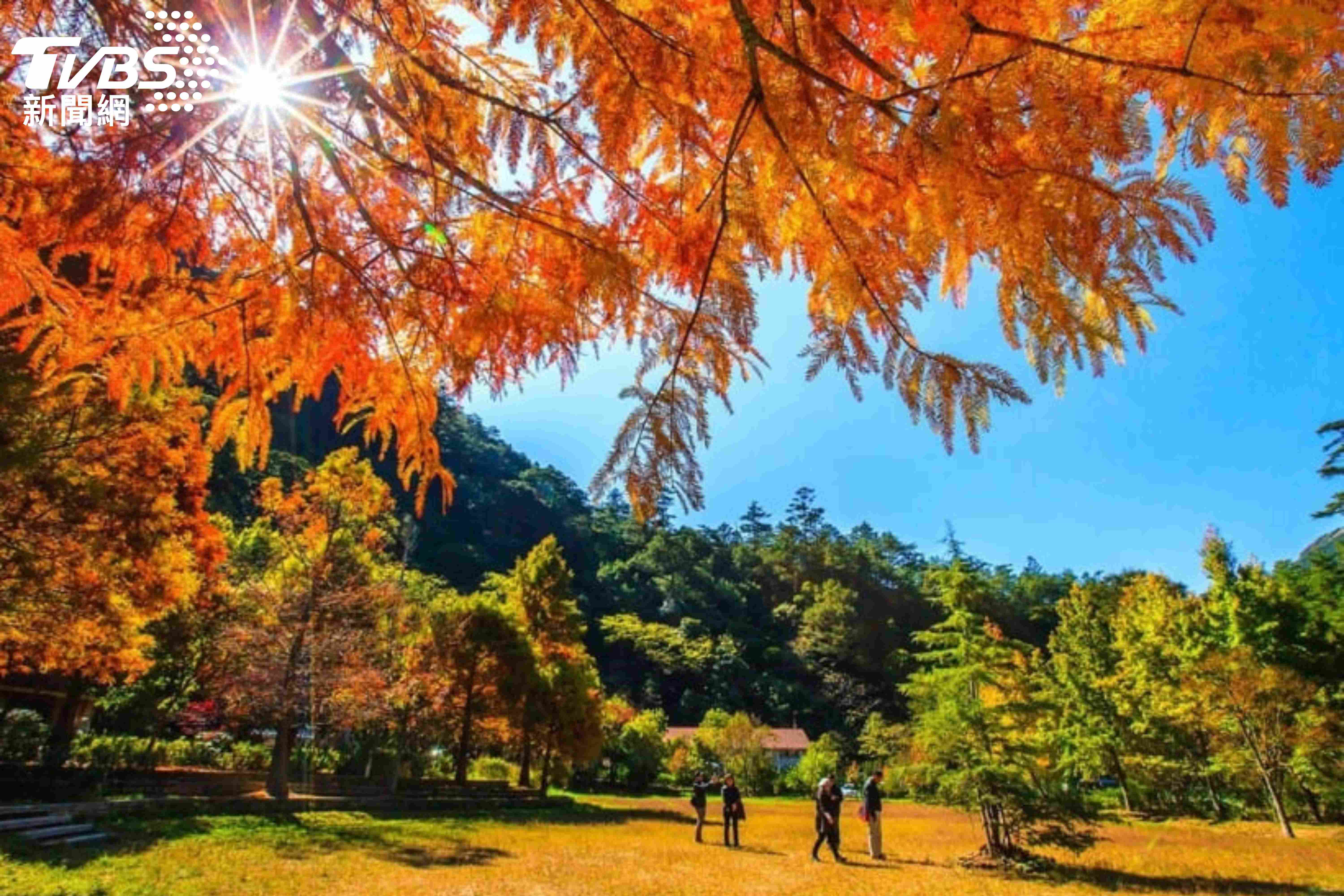 一睹武陵農場絕美限定落羽松。(圖/雄獅提供)