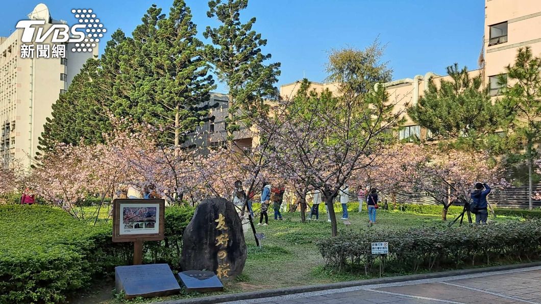 中大校園內的「友好之櫻」每逢假日都會湧現大批人潮賞櫻。（圖／TVBS資料畫面）